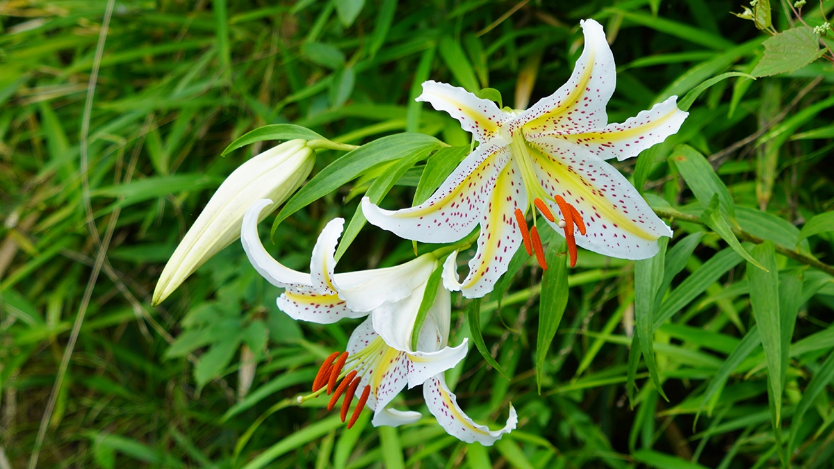 茨城県のヤマユリの説明写真