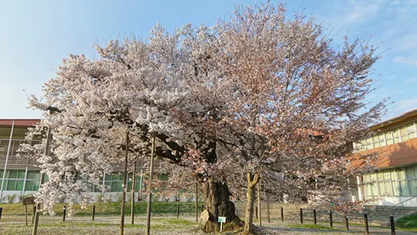 常陸太田市の旧瑞龍小学校の瑞桜の写真