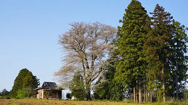 大戸の江戸彼岸桜（普岸寺）の景観写真とVRツアーリンク