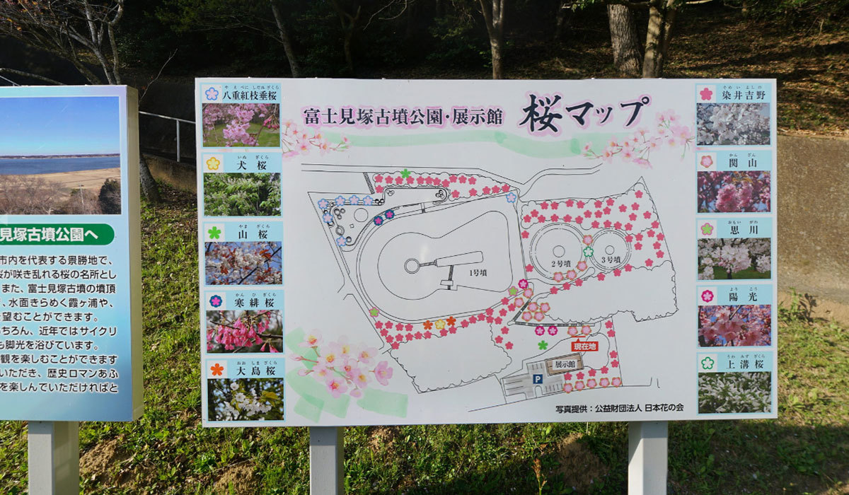 かすみがうら市の富士見塚古墳の桜VRツアー