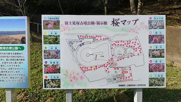 かすみがうら市の富士見塚古墳の桜VRツアー