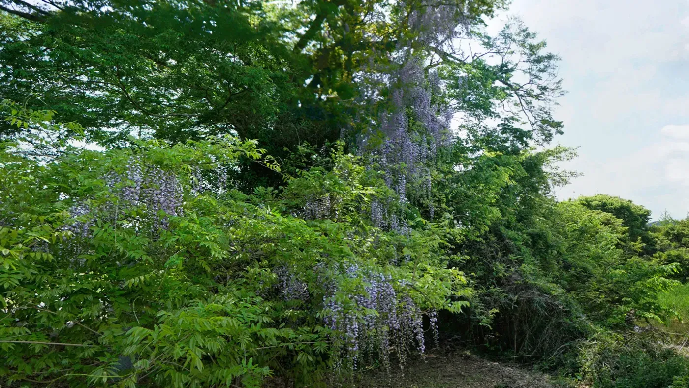 茨城県水戸市藤内神社の観光VRツアー