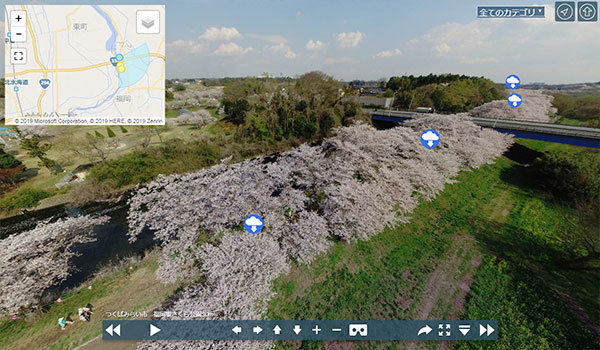 茨城県つくばみらい市の福岡堰さくら公園の桜