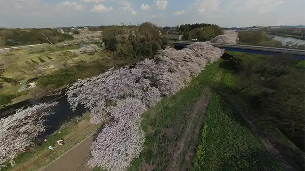 つくばみらい市の福岡堰さくら公園の桜の開花の様子