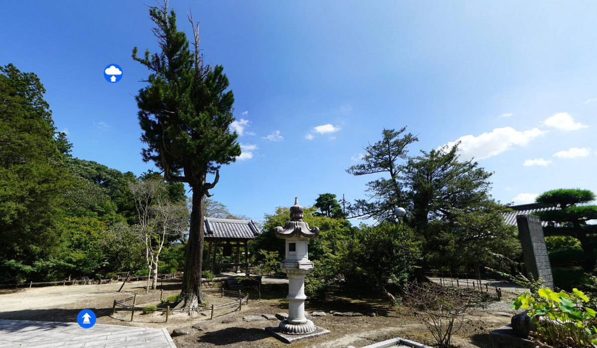 茨城町おすすめ観光スポットの福性寺のコウヤマキとカヤの案内VRツアー