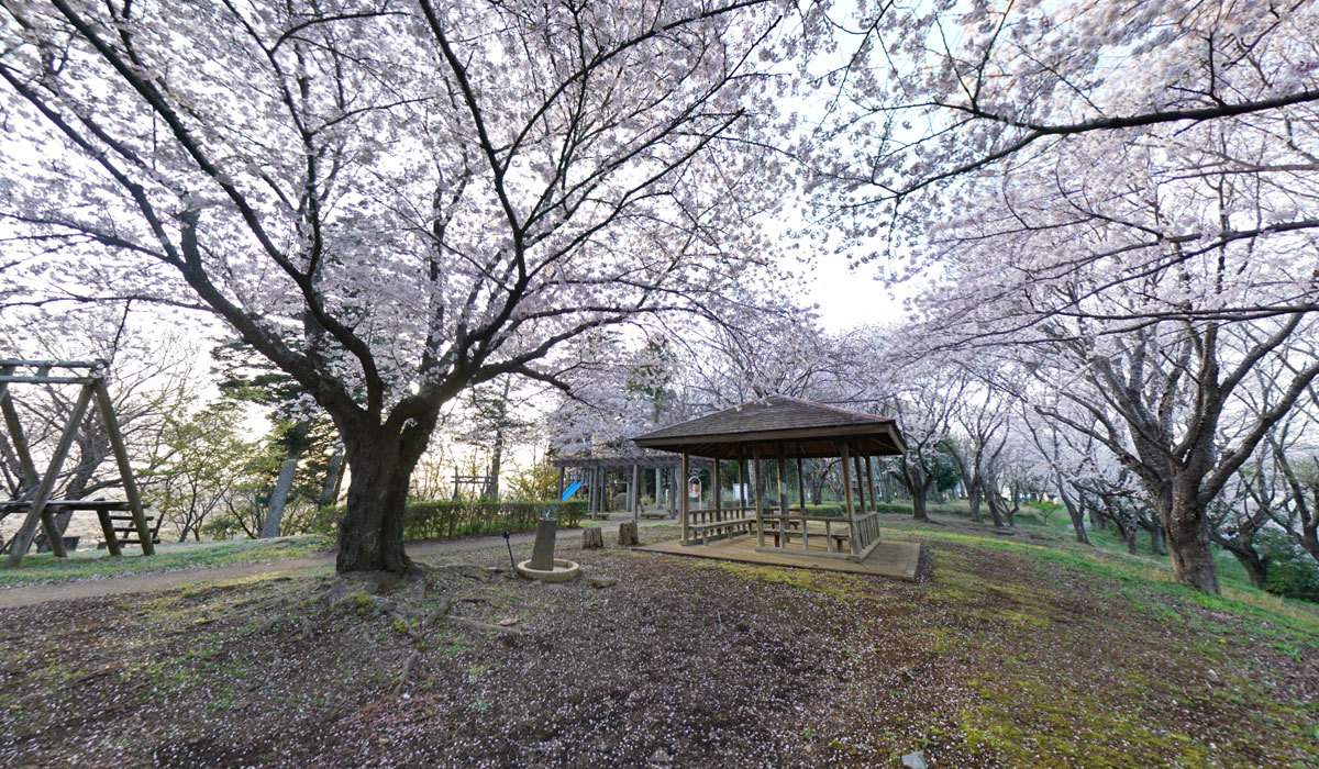 土浦市の花見おすすめスポットふるさとの森のVRツアー