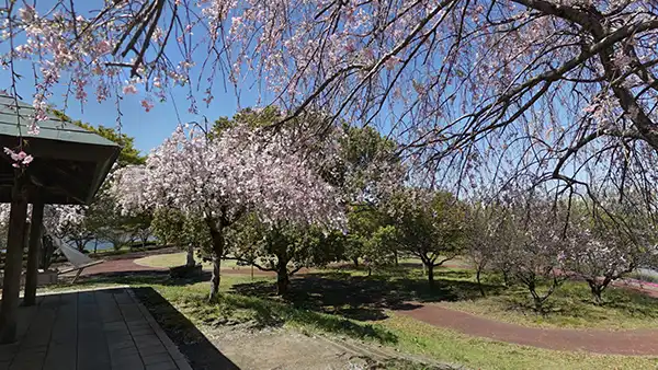 茨城県五霞町の童夢公園のしだれ八重桜の開花写真