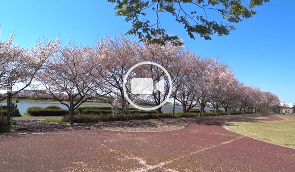 五霞町おすすめ花見スポットの権現堂川桜並木の観光動画