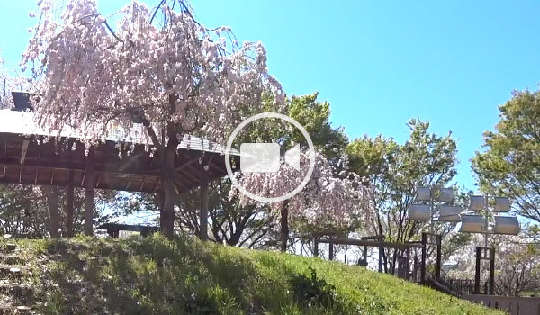 五霞町の桜・花見おすすめスポットの童夢公園の観光動画