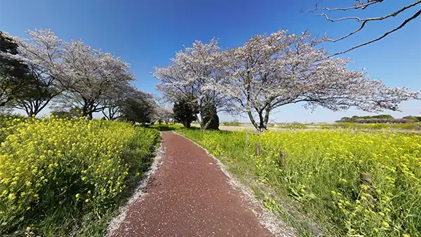 茨城県五霞町の中の島公園の桜VRツアー