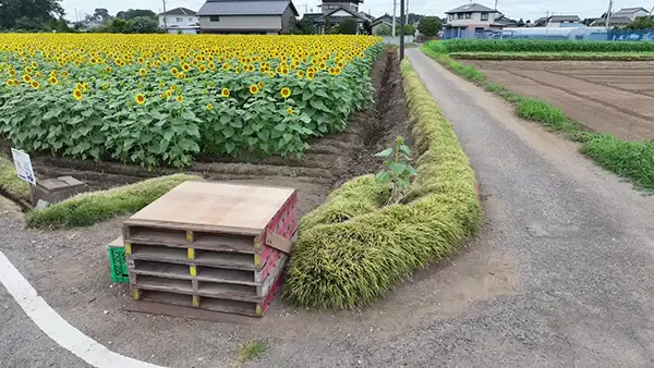 五霞町の小手指ひまわり畑の開花の景観動画