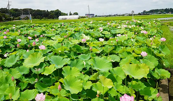 五霞町おすすめ景観スポットの小手指のハス田