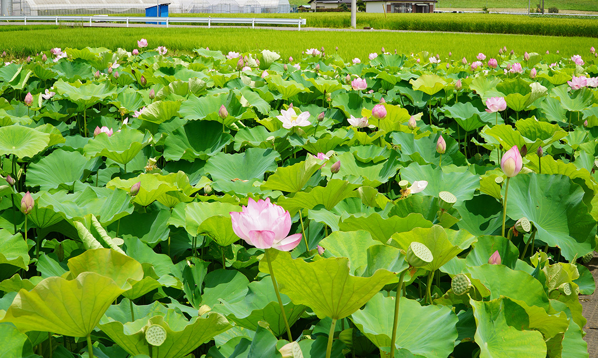 小手指のハス田・ハスの花VRツアー