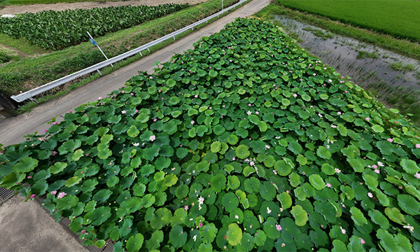 茨城県のハスの花・蓮池おすすめ季節観光名所の小手指のハス田のVRツアー