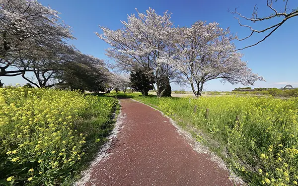 五霞町の観光と自然の中の島公園