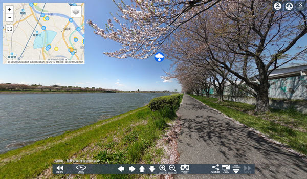 茨城県五霞町の権現堂川の桜並木VRツアー