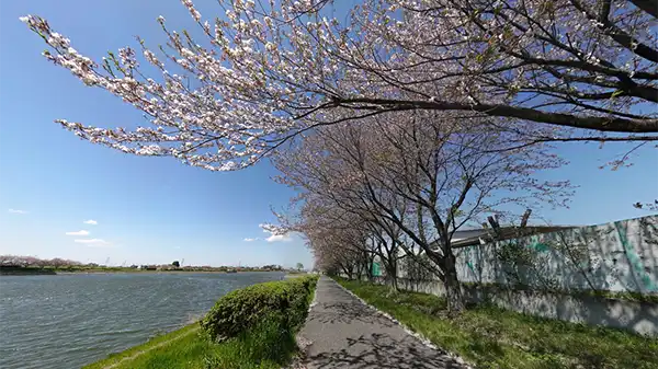 茨城県五霞町の権現堂川の桜並木VRツアー