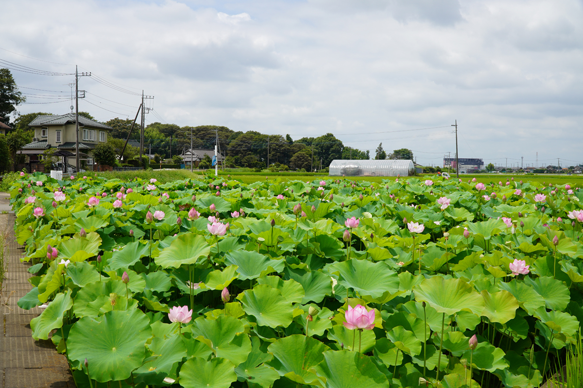 五霞町小手指のハス田のハスの花の状況