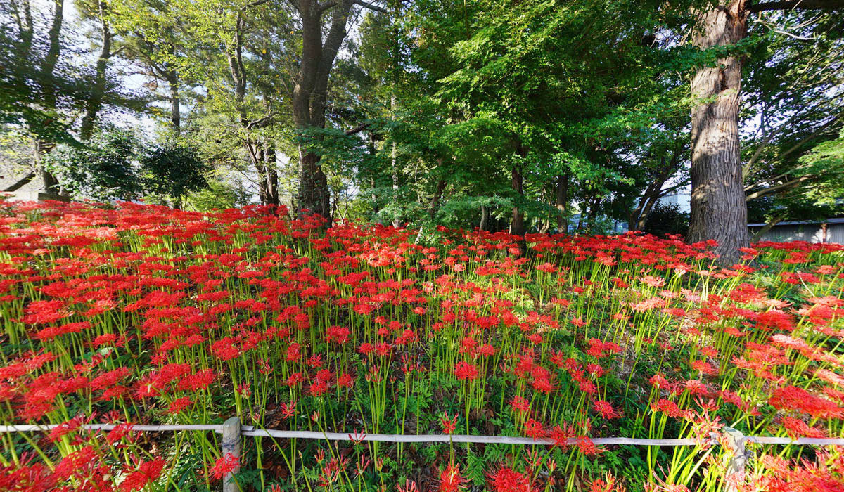 常総市おすすめ観光スポットの弘経寺の曼殊沙華