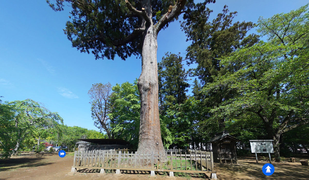 常総市の巨木おすすめ観光スポットの弘経寺のスギVRツアー