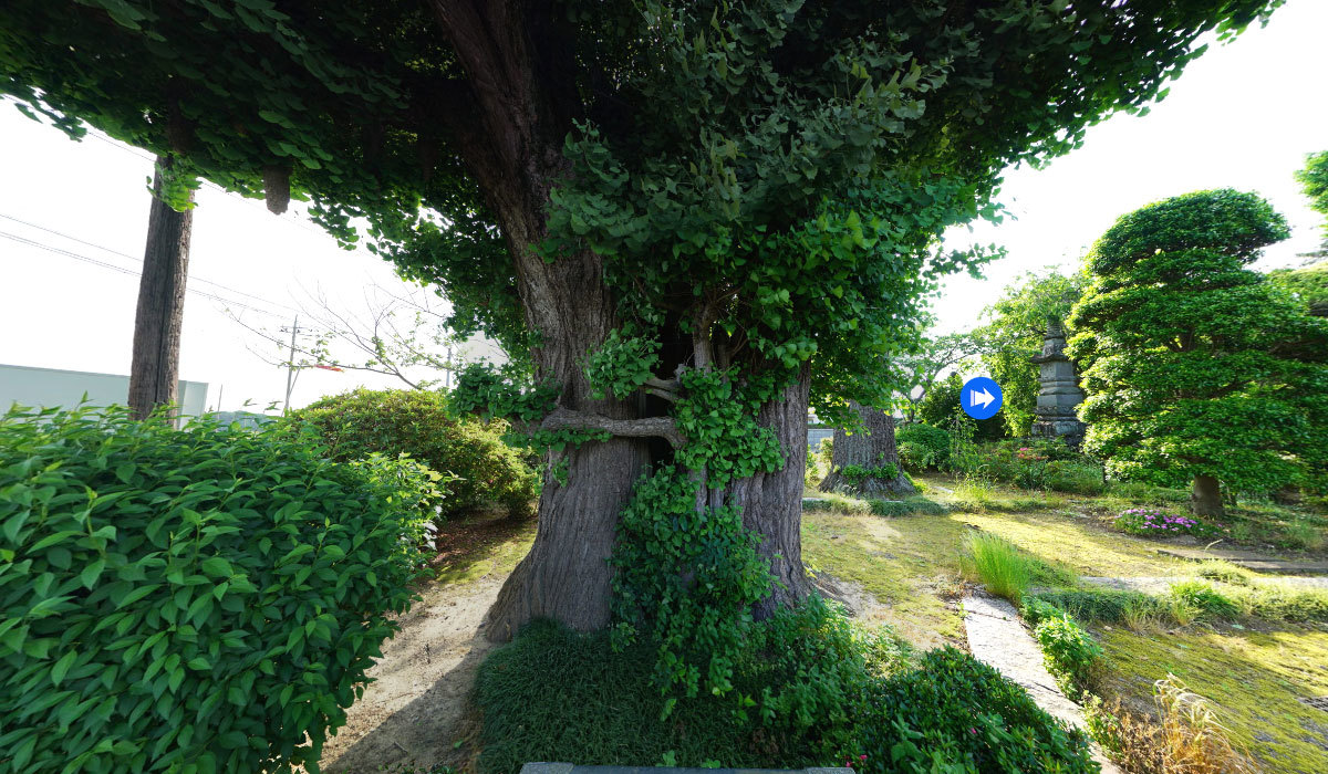 八千代町巨木おすすめ観光スポットの新長谷寺の大銀杏VRツアー