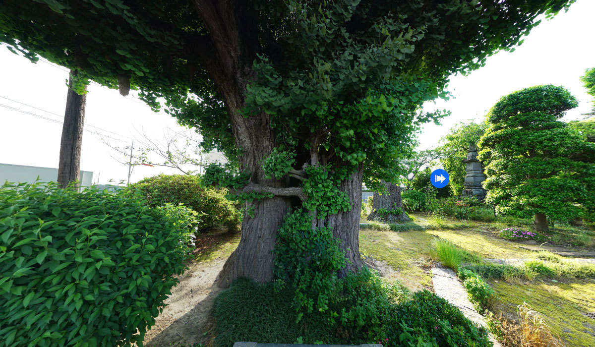 八千代町巨木おすすめ観光スポットの新長谷寺の大銀杏