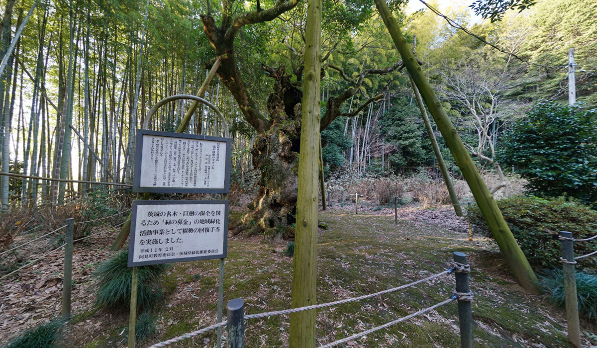 塙不動尊・タブノキVRツアーのサムネイル