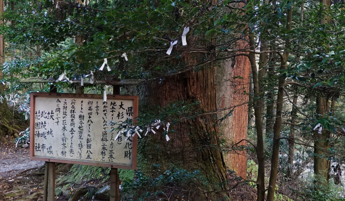 北茨城市おすすめ観光スポットの花園神社の大杉の案内VRツアー