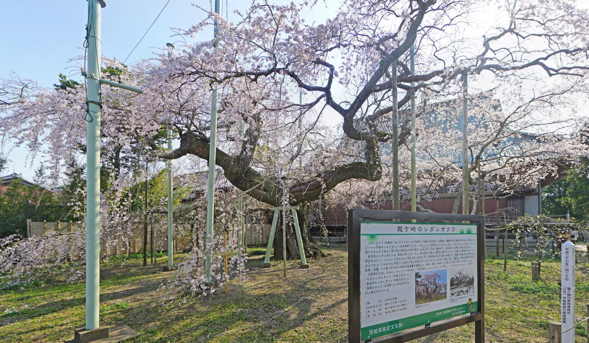 龍ケ崎市桜観光名所の般若院のしだれ桜
