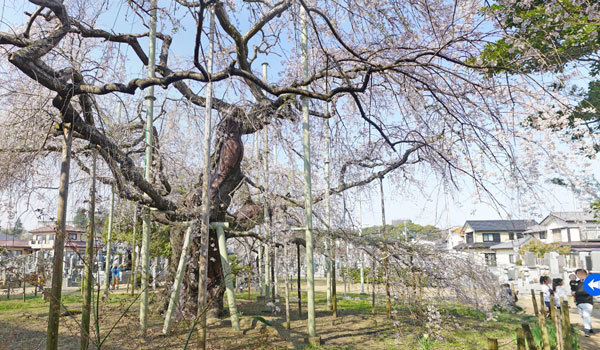 龍ケ崎市のしだれ桜
