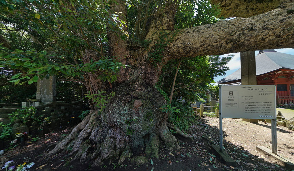 神栖市の巨木おすすめ観光スポットの波崎の大タブ