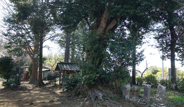 茨城県利根町の巨木おすすめスポットの早尾天神社