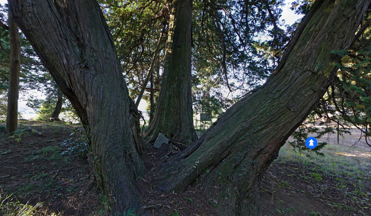 古河市おすすめ観光スポットの東山田公園のサワラ巨木