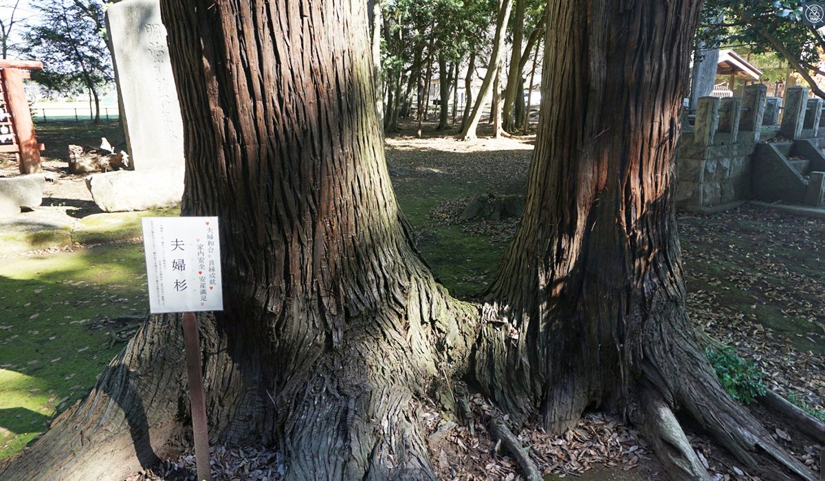 八千代町おすすめ観光スポットの東蕗田天満社の夫婦杉