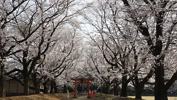 八千代町の東蕗田天満社の桜VRツアー