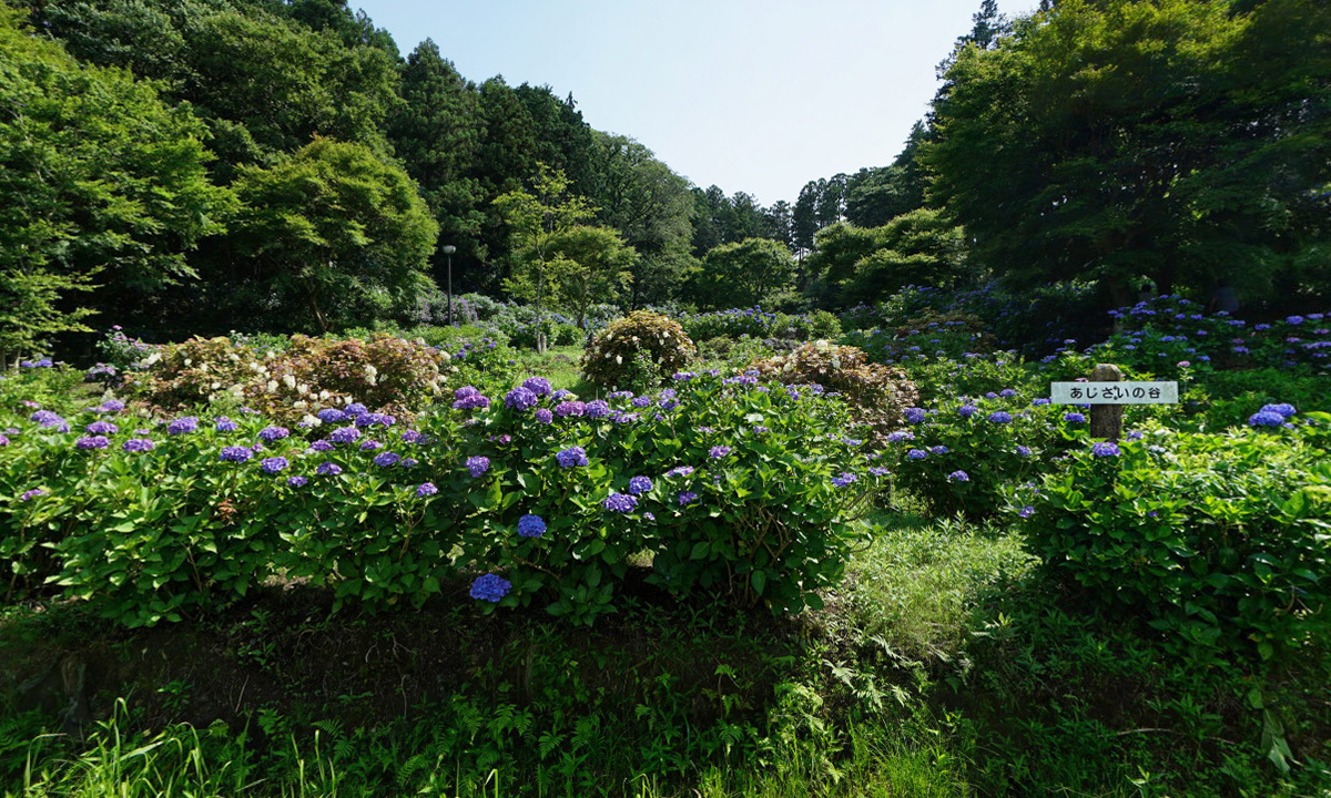 茨城県茨城町あじさい観光名所の涸沼自然公園