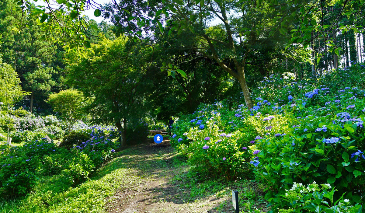 茨城町おすすめ季節観光スポットの涸沼自然公園のあじさいの谷