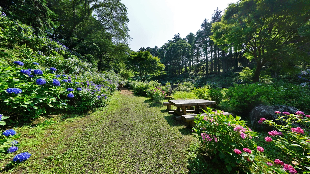 あじさいの谷の入口左側通路のあじさいの景観写真とVRツアーのリンク