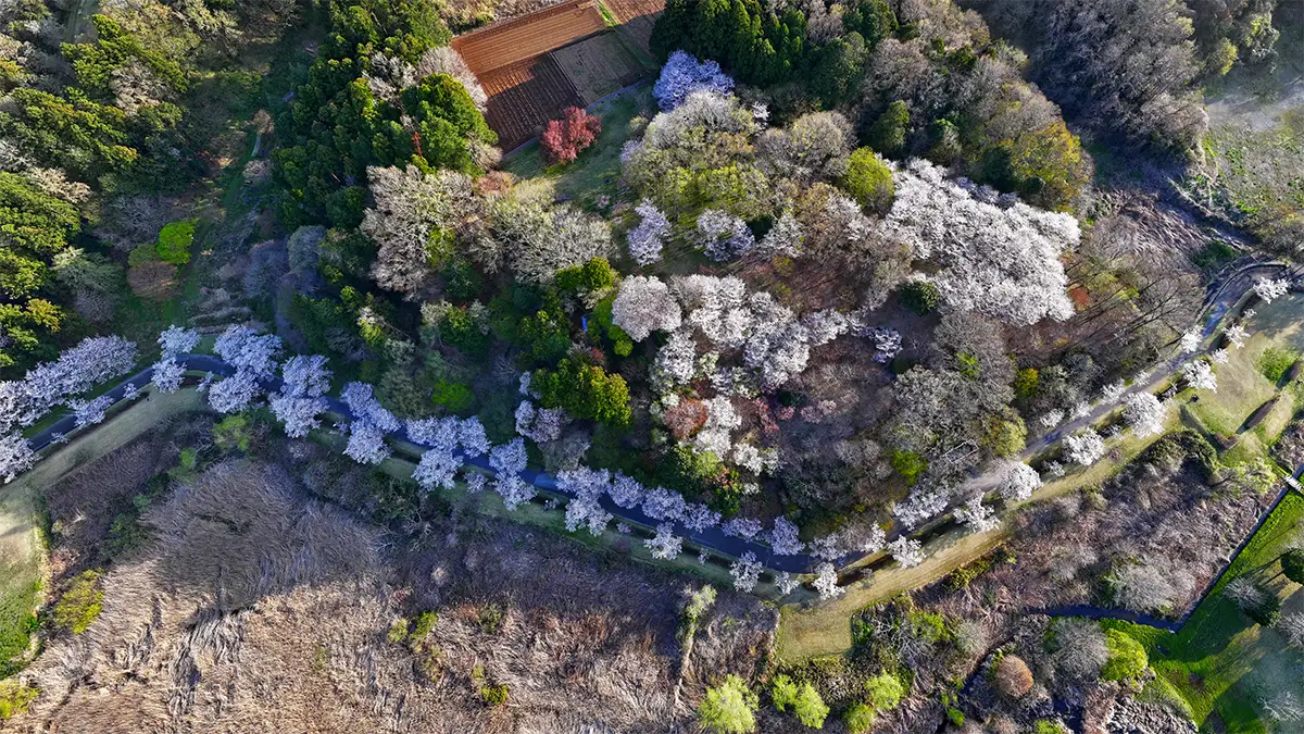 涸沼自然公園の桜の丘の航空写真