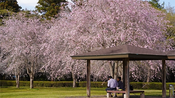 涸沼自然公園の太陽の広場あずまや付近の桜の景観とVRツアーリンク