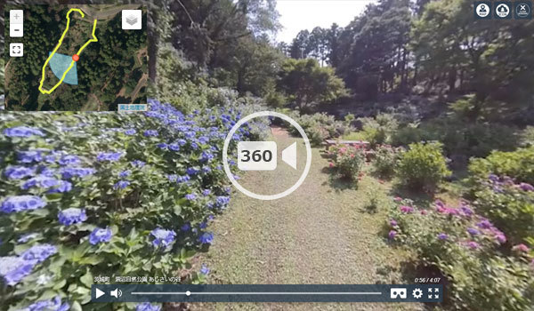 茨城町観光スポットの涸沼自然公園あじさいの谷の観光VR動画