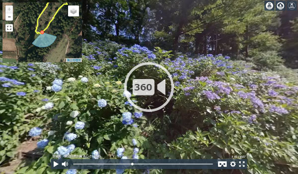 茨城町の涸沼自然公園のあじさいの谷360度動画