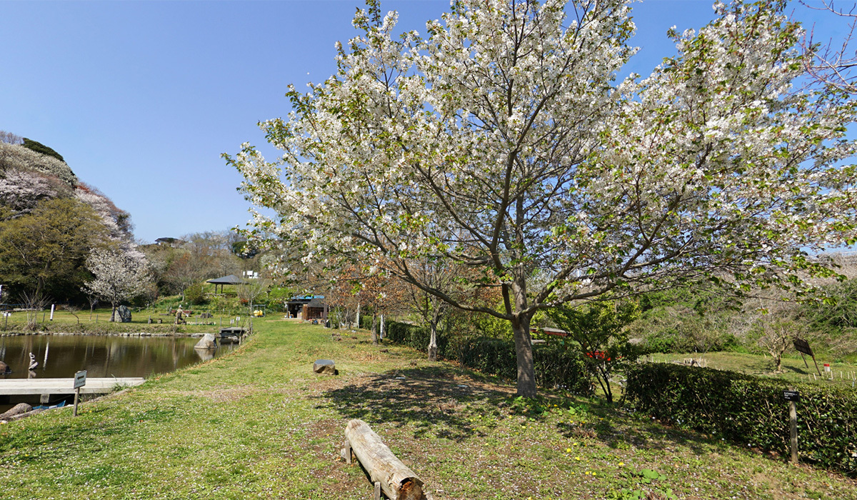 日立市の花見スポットの赤羽緑地公園の大島桜のVRツアー