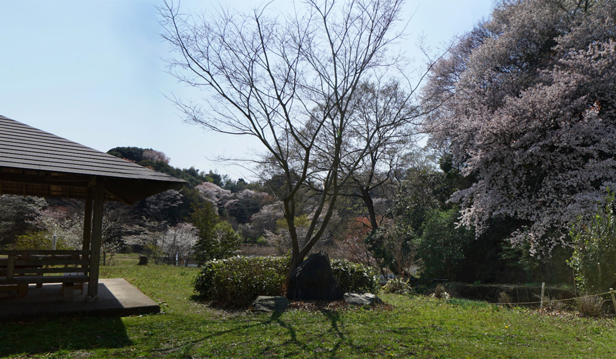 日立市のお花見スポットの赤羽緑地公園の山桜と大島桜