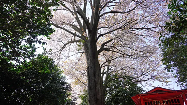 日立市の友部稲荷の山桜