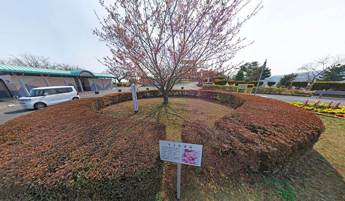 日立市かみね公園の日立紅寒桜の案内VRツアー