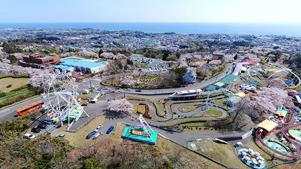 日立市のかみね公園の桜の開花景観