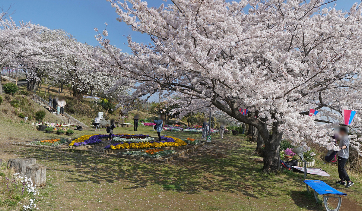 日立かみね公園の桜と花壇のVRツアー