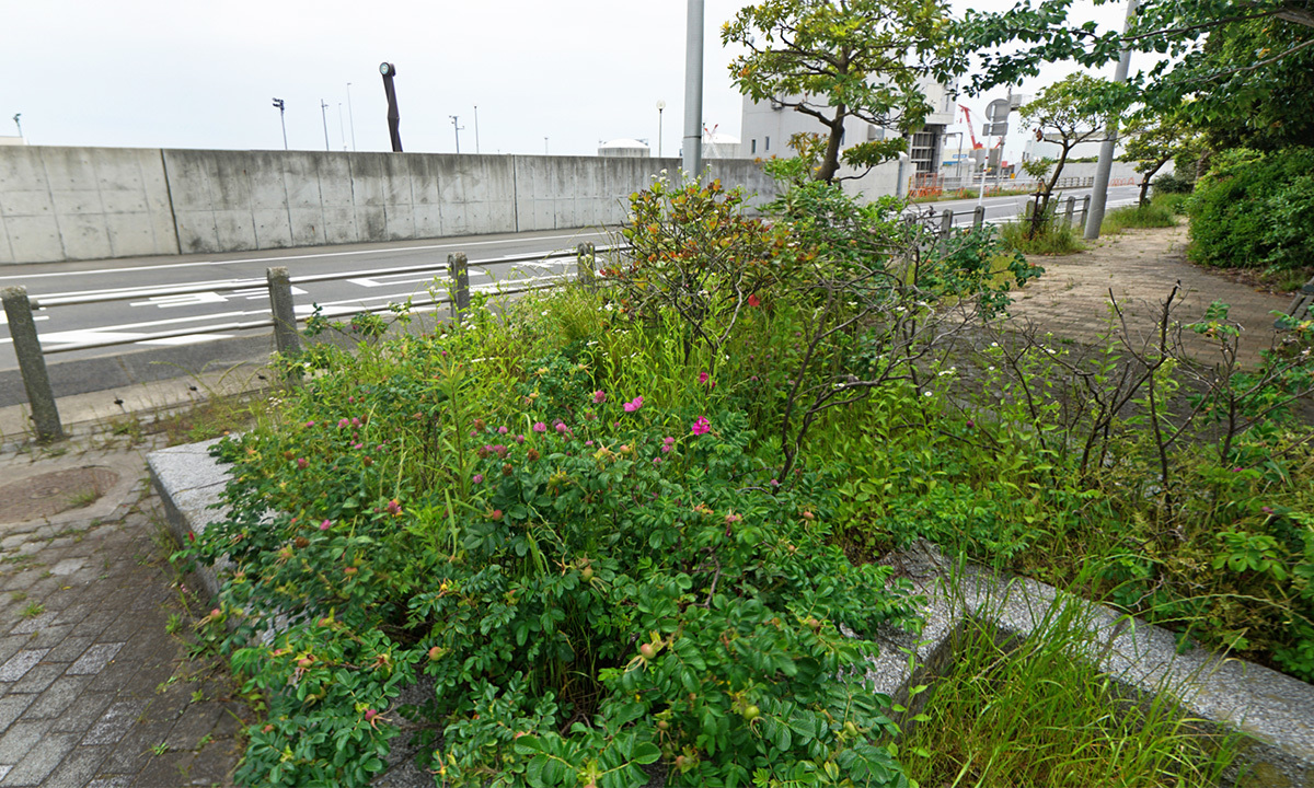 茨城県日立市なぎさ公園の観光案内