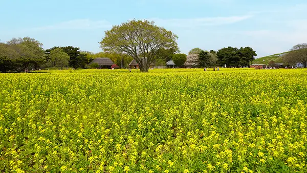 国営ひたち海浜公園の菜の花畑の景観